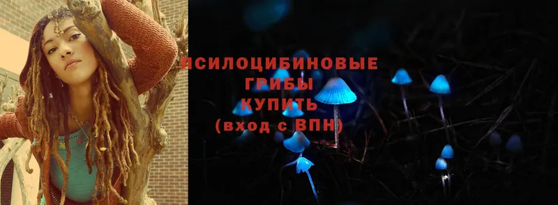 Псилоцибиновые грибы Psilocybine cubensis  магазин    Владимир 